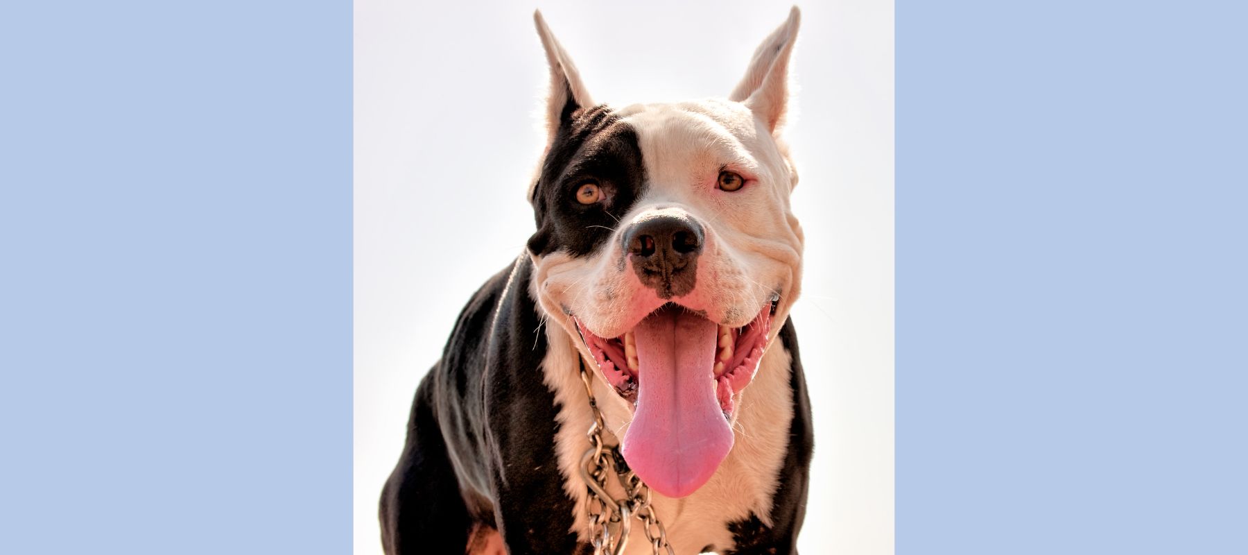 Fact or Fiction: Is It Really Possible For Pit Bulls to Lock Their