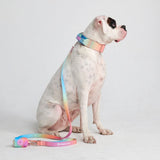 Pastel Icing Collar