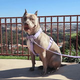 Lilac Harness