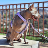 Lilac Harness