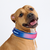 Snow Cone Martingale Collar||size:C,D,E