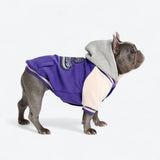 Hund-Collegejacke - Lila