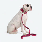Komfort-Kontrollhalsband - Fuchsia Camo