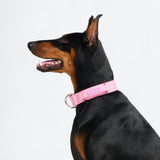 Comfort Control Collar - Pink