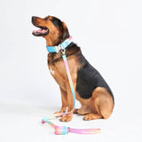 Comfort Control Collar Set - Pastel Icing