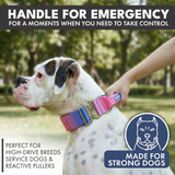 Snow Cone Collar
