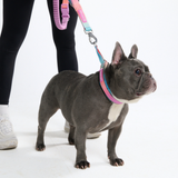 Multipurpose Seatbelt Handsfree Leash & Poop Bag Holder Set - Pastel Icing
