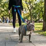 Lime Wave Martingale Collar||size:A,B,C,D,E