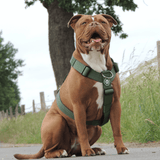 Komfort-Kontrolle No-Pull Hundegeschirr - Grün