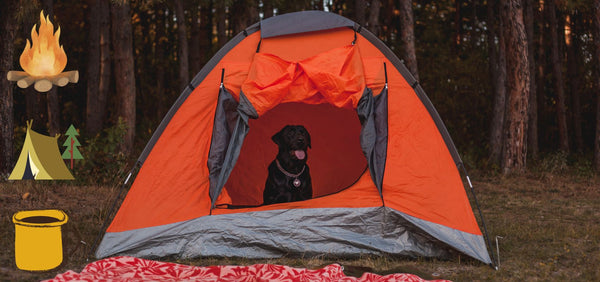 Camping With Your Dog: The Ultimate Guide for Pet-Friendly Adventures