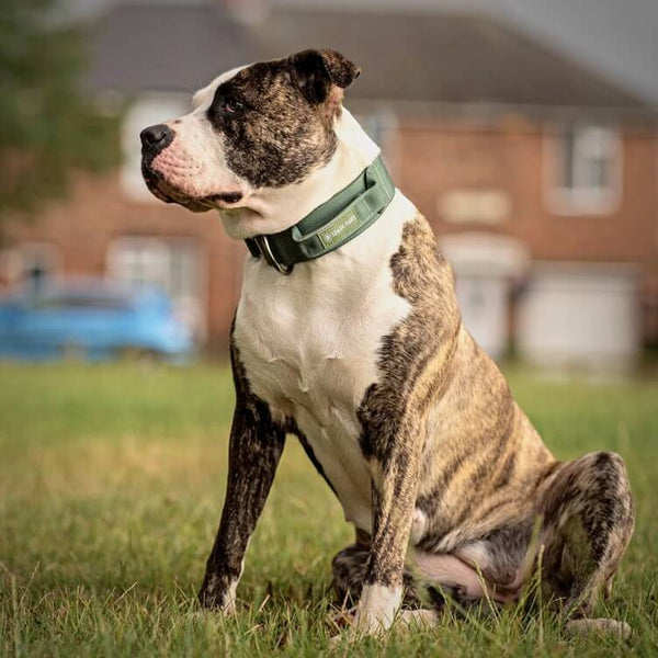 Are Pit Bulls Good With Kids? – SPARK PAWS