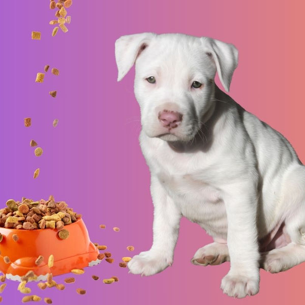 hundefutter nieren Bio-Ditfutter bei Nieren-Erkrankungen fr Hunde  BIOPUR Tiernahrung