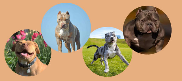 Exotic Pitbulls: Beyond the Ordinary Canine