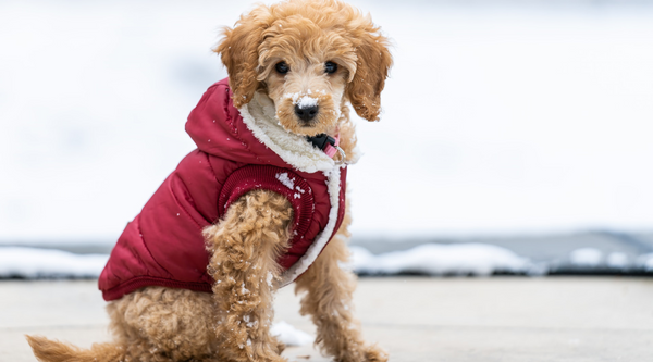 Dog Clothes, Why should dogs wear clothes