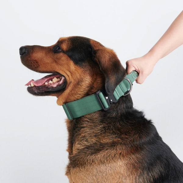 Taktisches Hundehalsband - und Leinen-Set - Grün