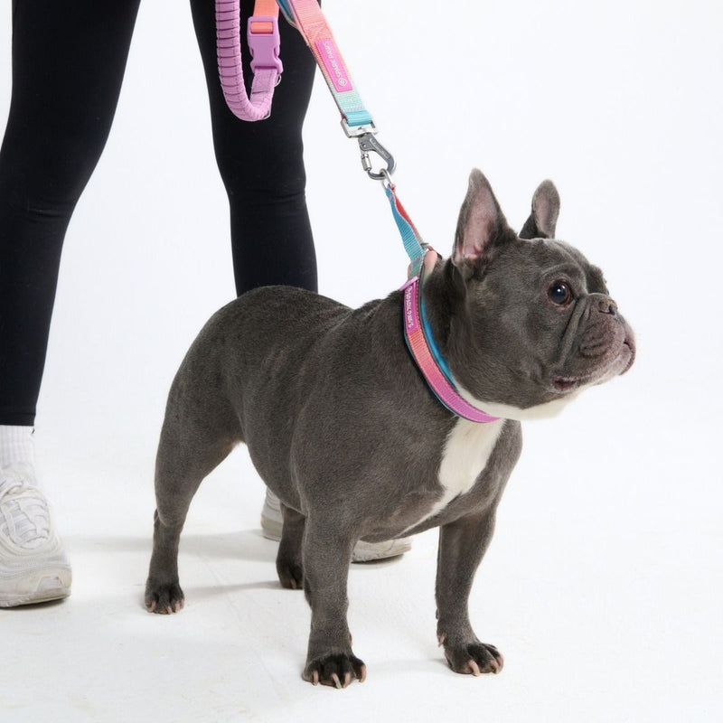 Pastel Icing Martingale Collar||size:A,B
