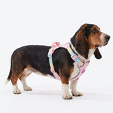 Pastel Icing Everyday||size:4