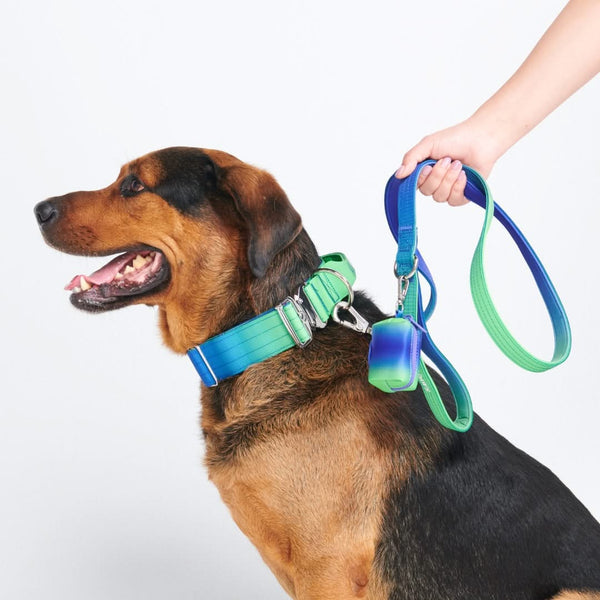 Comfort Control Collar Set - Lime Wave