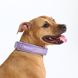 Lilac Martingale Collar||size:C,D,E