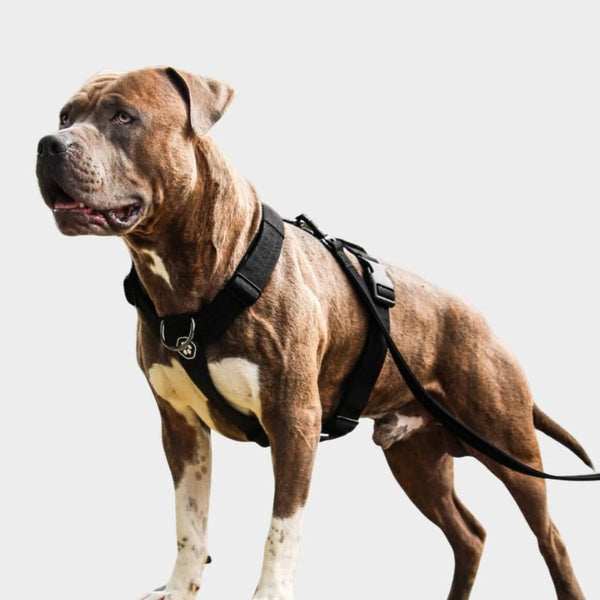 Comfort Control No-Pull Dog Harness Set - Black